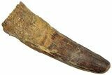 Fossil Spinosaurus Tooth - Feeding Worn Tip! #293970-1